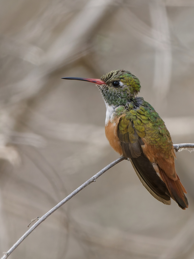 Amazilia Hummingbird  Amazilis amazilia,Geotagged,Peru,Spring,amazilia hummingbird