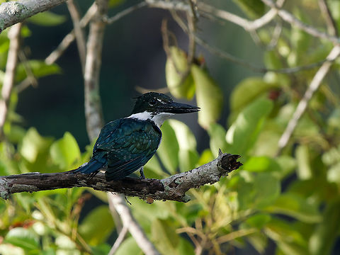 Amazon Kingfisher  Amazon Kingfisher,Chloroceryle amazona,Geotagged,Peru,Spring