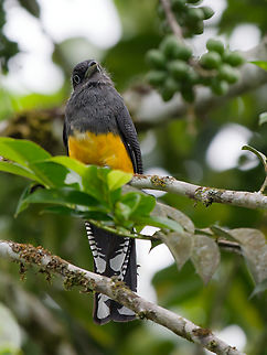 Amazonian Trogon the missing female of this species is looking for the male here in the jungle Amazonian trogon,Geotagged,Peru,Spring,Trogon ramonianus
