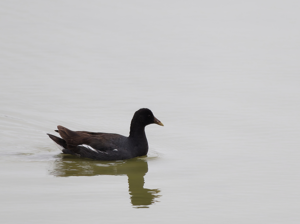 American Moorhen  Common gallinule,Gallinula galeata,Geotagged,Peru,Spring