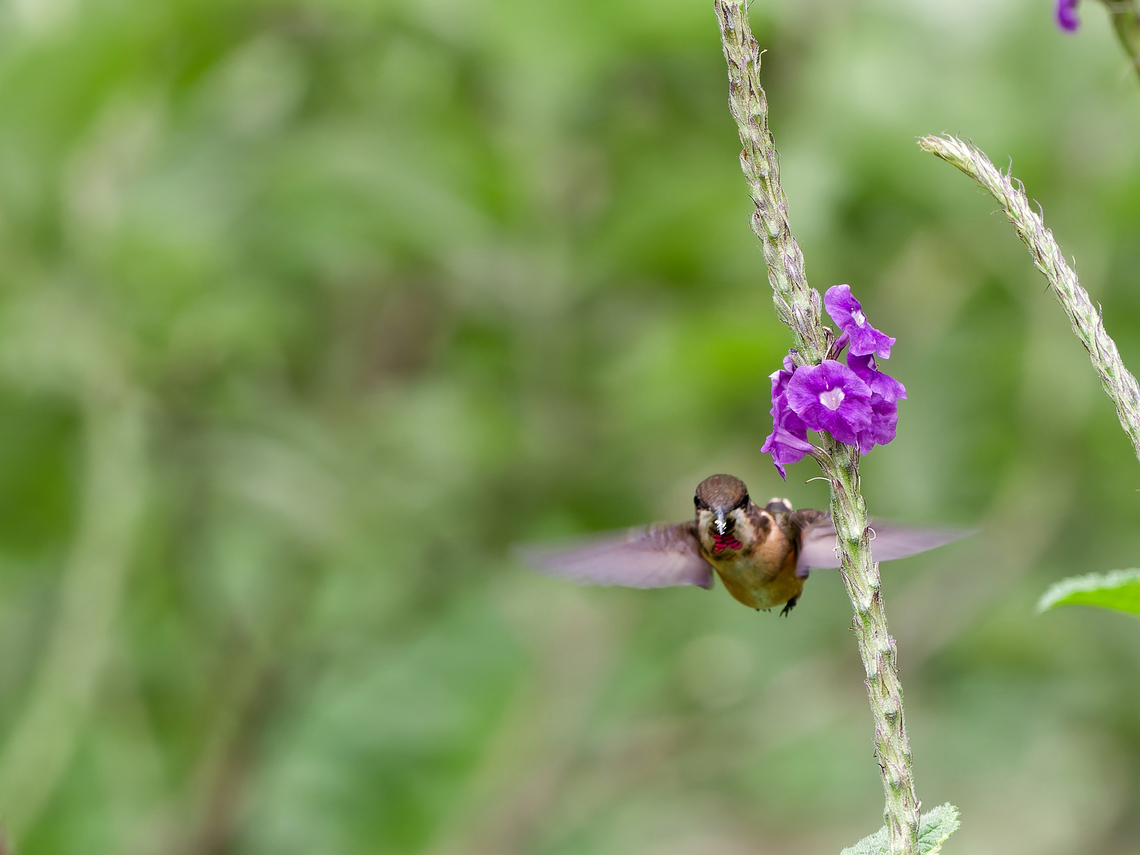 Amethyst Woodstar  Amethyst woodstar,Calliphlox amethystina,Geotagged,Peru,Spring
