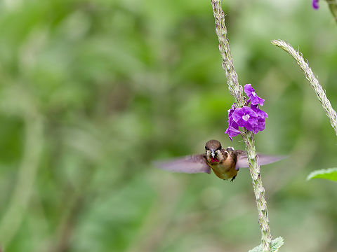 Amethyst Woodstar  Amethyst woodstar,Calliphlox amethystina,Geotagged,Peru,Spring