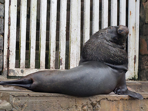 American Sealion  Geotagged,Otaria flavescens,Peru,South American sea lion,Spring
