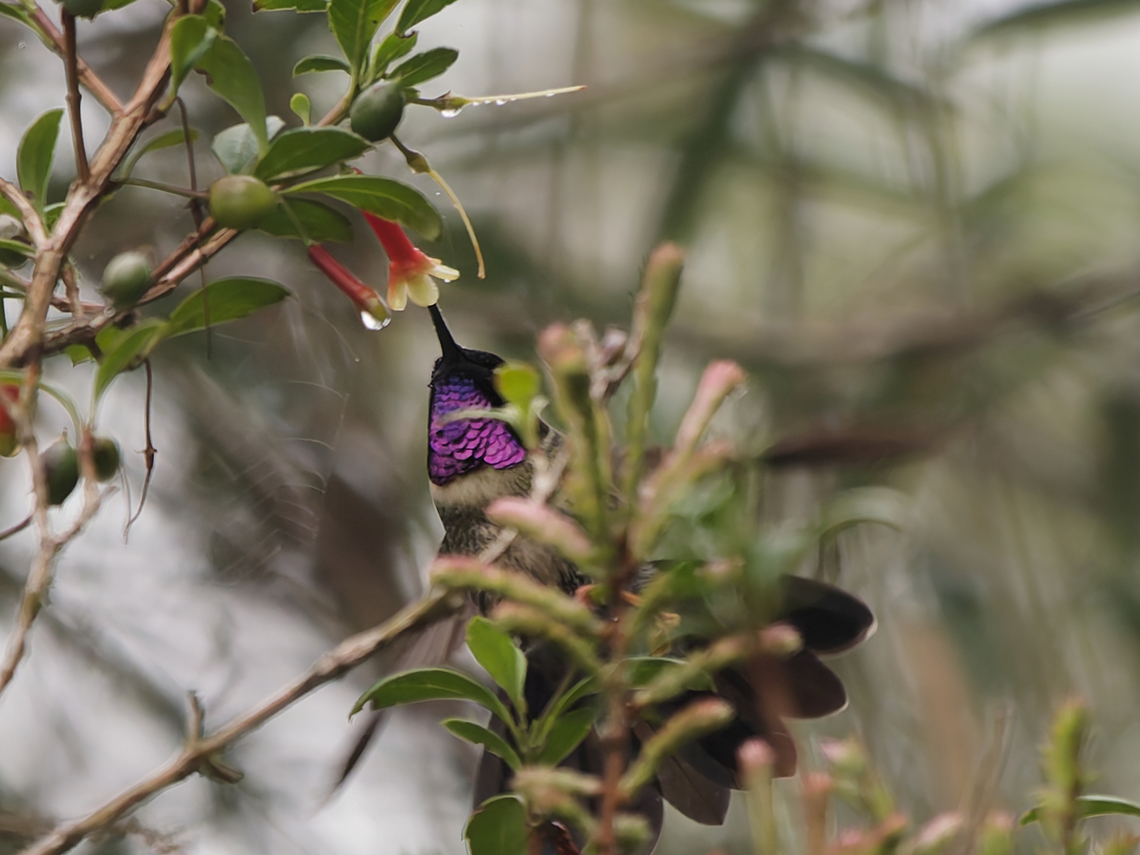 Amethyst-throated Sunangel  Amethyst-throated sunangel,Geotagged,Heliangelus amethysticollis,Peru,Spring