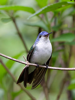 Andean Emerald male with blue head Agyrtria franciae,Andean emerald,Geotagged,Peru,Spring
