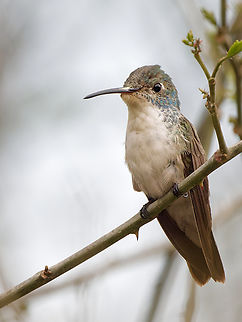 Andean Emerald female mit greenish head Agyrtria franciae,Andean emerald,Geotagged,Peru,Spring