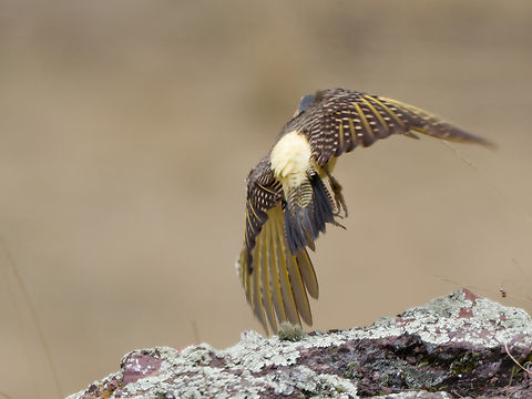 Andean Flicker flying off showing characteristic yellow shafts to wing feathers  Andean flicker,Colaptes rupicola,Geotagged,Peru,Spring