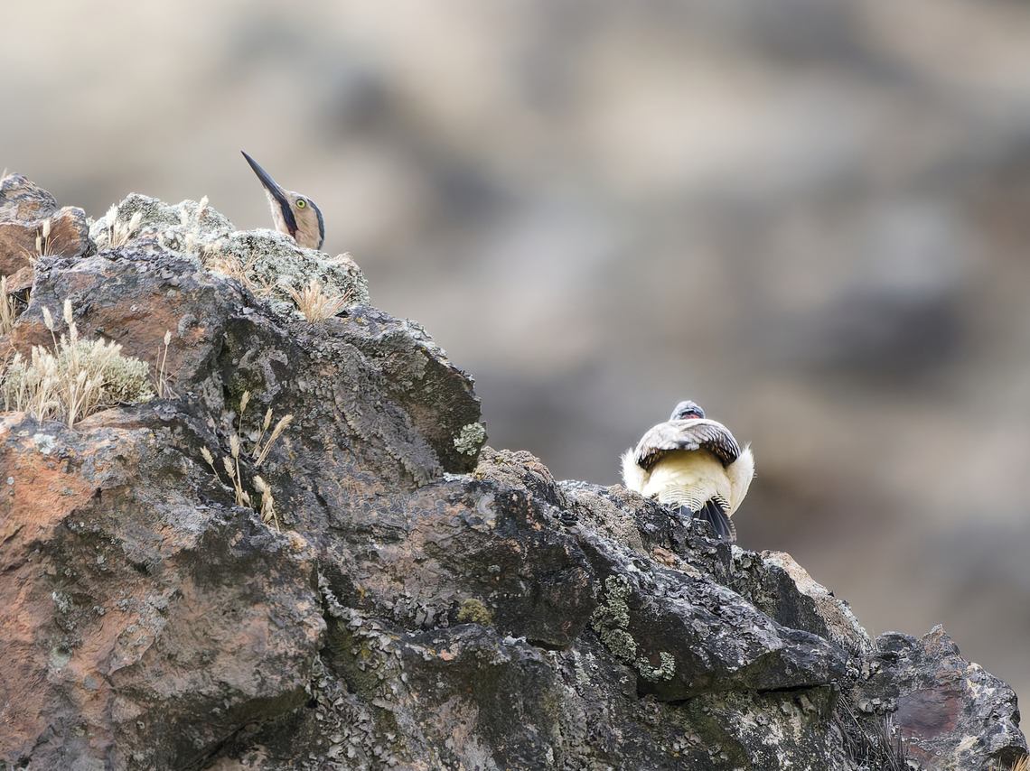 Andean Flicker couple in its preferred habitat Andean flicker,Colaptes rupicola,Geotagged,Peru,Spring