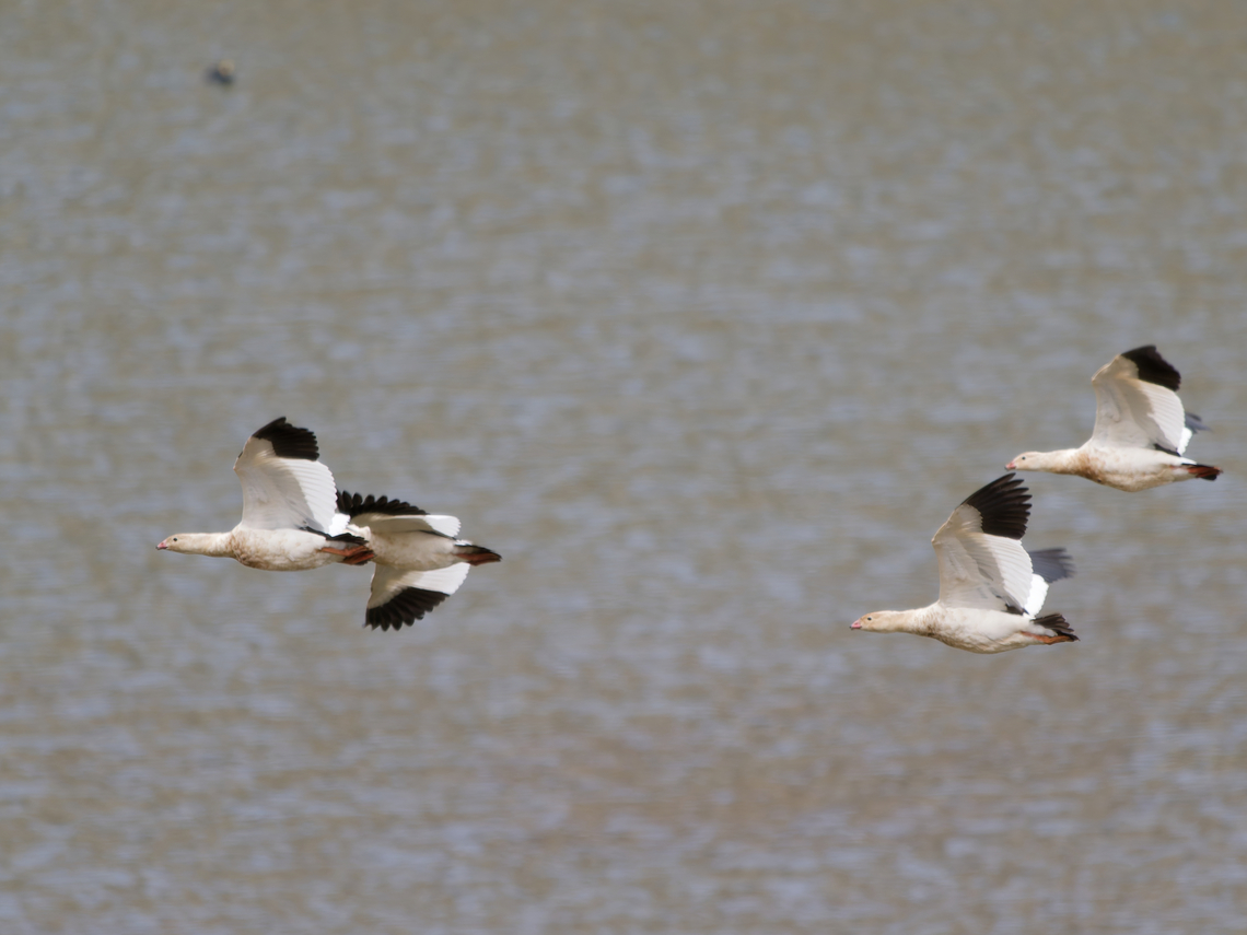 Andean Goose  Andean goose,Chloephaga melanoptera,Geotagged,Peru,Spring