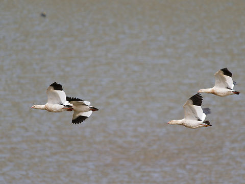 Andean Goose  Andean goose,Chloephaga melanoptera,Geotagged,Peru,Spring