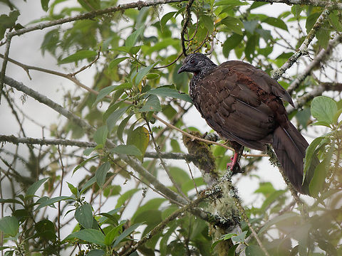 Andean Guan  Andean guan,Geotagged,Penelope montagnii,Peru,Spring