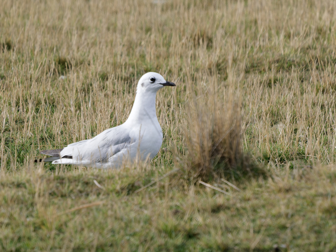 Andean Gull non-breeding or immature individuum Andean gull,Chroicocephalus serranus,Geotagged,Peru,Spring