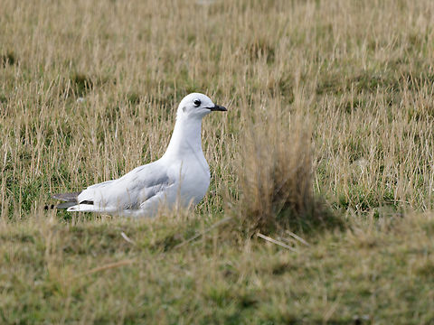 Andean Gull non-breeding or immature individuum Andean gull,Chroicocephalus serranus,Geotagged,Peru,Spring