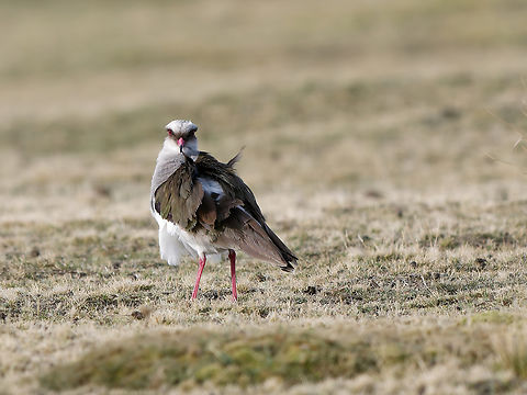 Andean Lapwing ready to attack the nasty intruding photographer? Andean lapwing,Geotagged,Peru,Spring,Vanellus resplendens