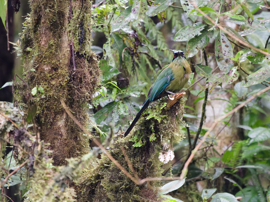 Andean Motmot localisation: Carretera a Manu--El Boque del Tio Victor Owner Eduardo Fernandez Andean motmot,Geotagged,Momotus aequatorialis,Peru,Spring