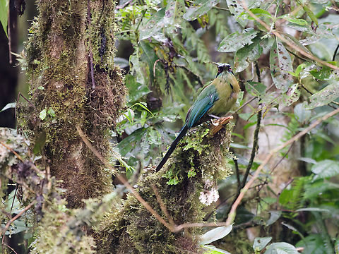 Andean Motmot localisation: Carretera a Manu--El Boque del Tio Victor Owner Eduardo Fernandez Andean motmot,Geotagged,Momotus aequatorialis,Peru,Spring