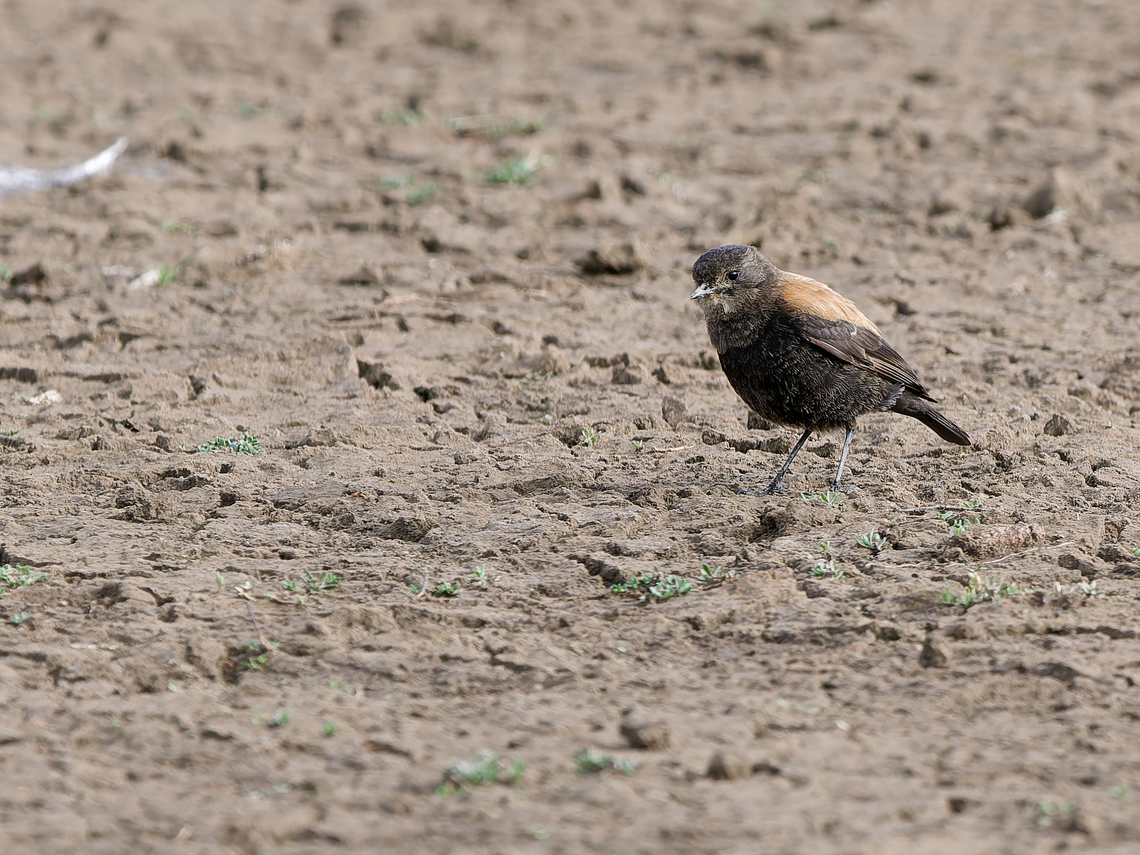 Andean Negrito  Andean negrito,Geotagged,Lessonia oreas,Peru,Spring