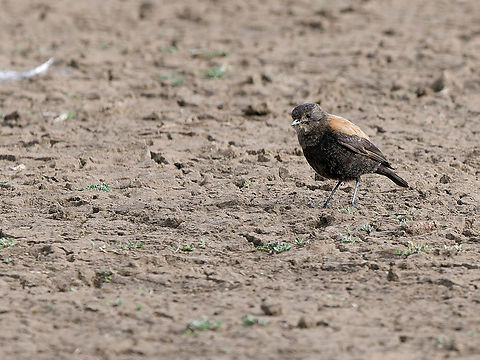 Andean Negrito  Andean negrito,Geotagged,Lessonia oreas,Peru,Spring