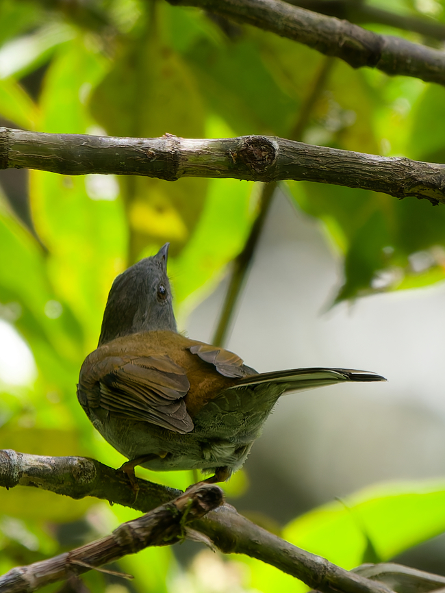 Andean Solitaire  Andean solitaire,Geotagged,Myadestes ralloides,Peru,Spring