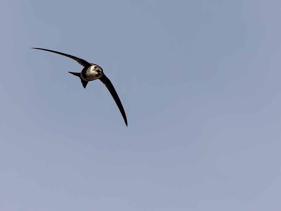 Andean Swift  Aeronautes andecolus,Andean swift,Geotagged,Peru,Spring