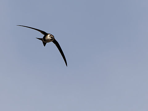Andean Swift  Aeronautes andecolus,Andean swift,Geotagged,Peru,Spring