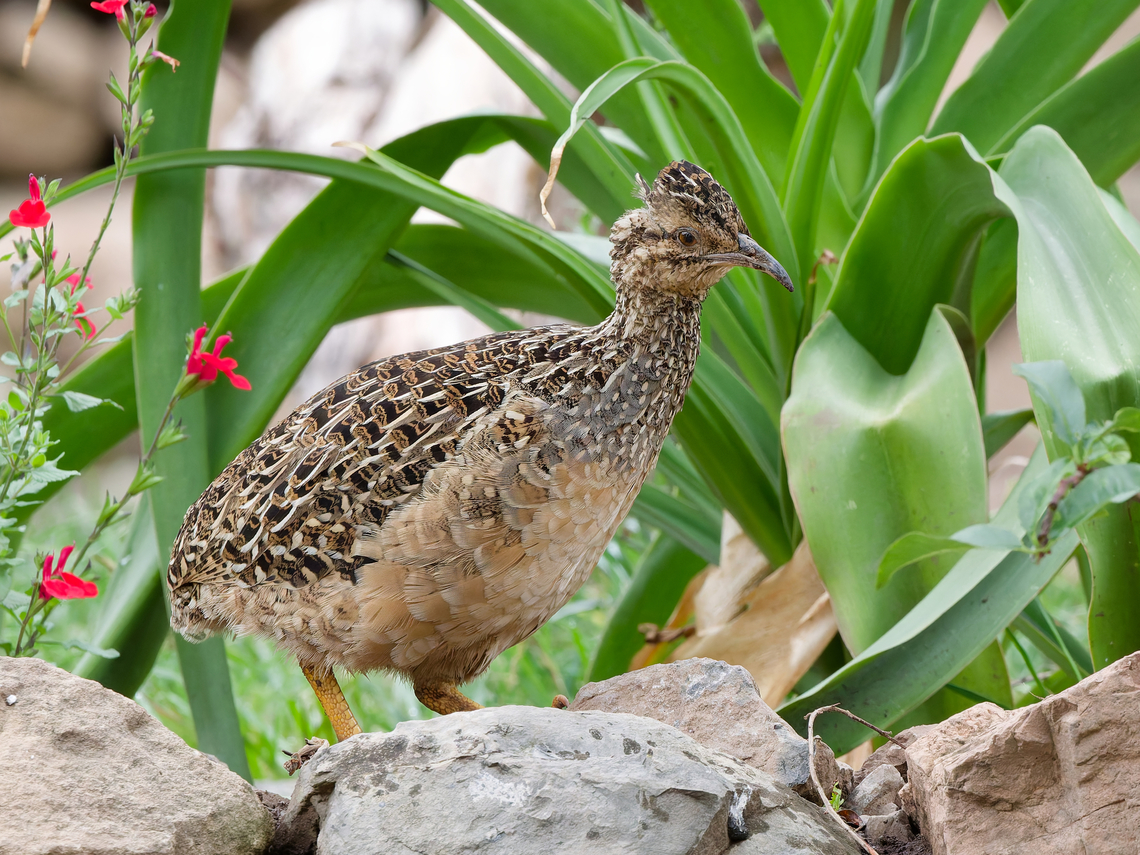 Andean Tinnamou  Geotagged,Nothoprocta pentlandii,Peru,Spring,andean tinamou