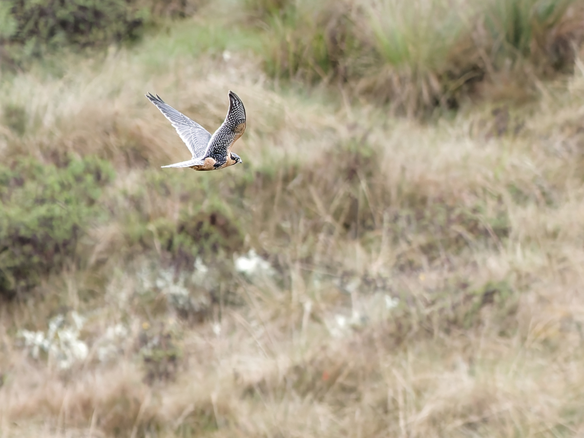 Aplomado Falcon  Aplomado falcon,Falco femoralis,Geotagged,Peru,Spring