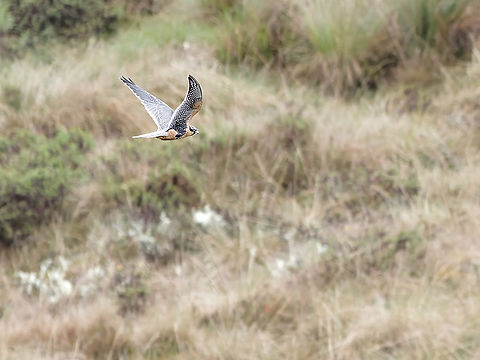 Aplomado Falcon  Aplomado falcon,Falco femoralis,Geotagged,Peru,Spring