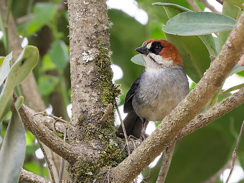 Apurimac Brushfinch Below glacier Soraypampa, endemic to Peru Apurímac brushfinch,Atlapetes forbesi,Endemic species,Geotagged,Peru,Spring