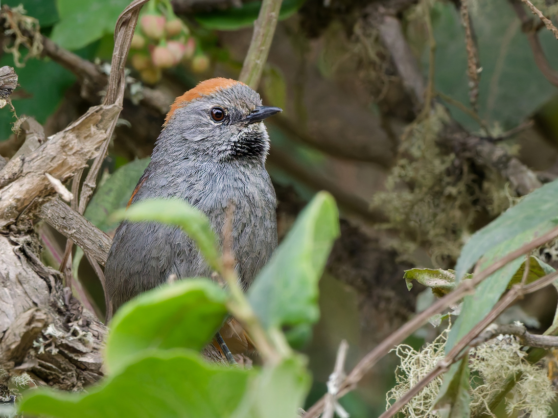 Apurimac Spinetail  Apurímac spinetail,Geotagged,Peru,Spring,Synallaxis courseni