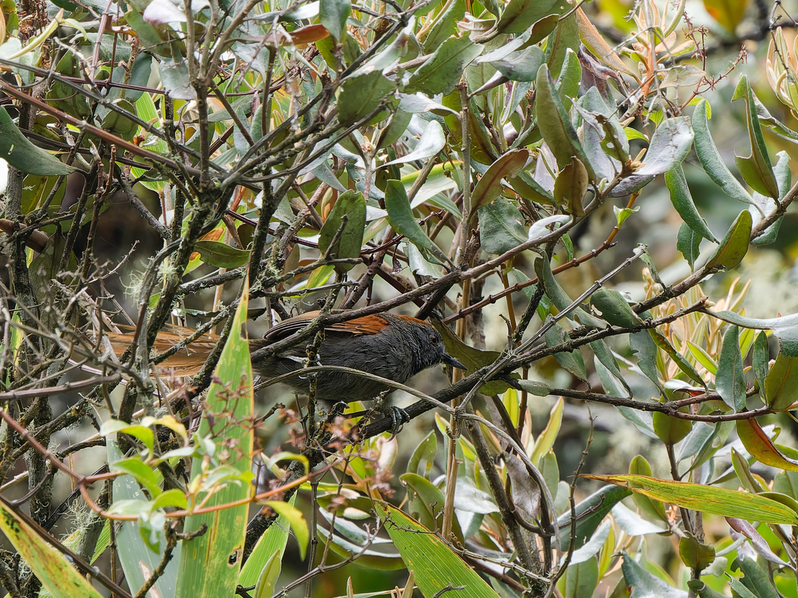 Azara's Spinetail segundo Tunel Carretera a Manu Azaras spinetail,Geotagged,Peru,Spring,Synallaxis azarae