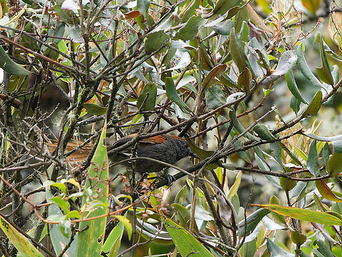 Azara's Spinetail segundo Tunel Carretera a Manu Azaras spinetail,Geotagged,Peru,Spring,Synallaxis azarae