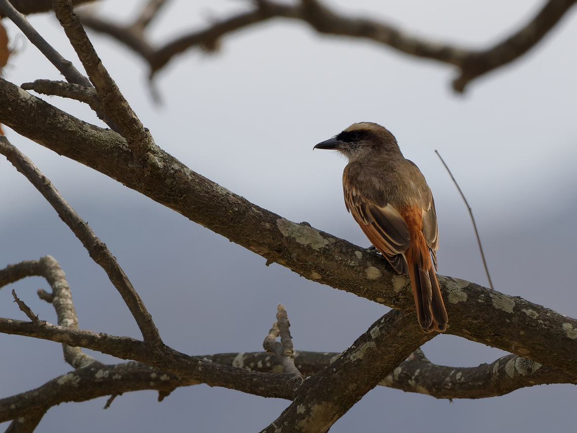 Baird's Flycatcher  Bairds flycatcher,Geotagged,Myiodynastes bairdii,Peru,Spring