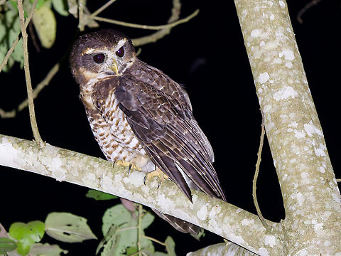 Band-bellied Owl Geotagged,Peru,Pulsatrix melanota,Spring,band-bellied owl