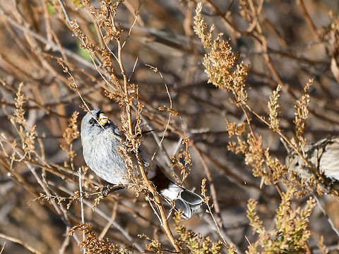 Band-tailed Seedeater
