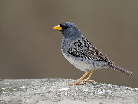 Band-tailed Sierra-Finch
