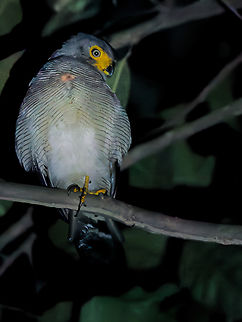 Barred Forest Falcon ... (to be continued). I took this as an incentive to underline how lucky the first shot of this species here in the jungle was. Most commonly and easily these Falcons are seen during a night walk, I was told. And, indeed, that one sat quietly and close by the trail. Luckily, I had - as always - my zoom-lens with me. Just the cautious torch light of the guide in a pitch dark forest was not too helpful for any reasonable ISO. Some excellent noise-reducing software allowed me to present this poor shut. (Not to be continued by me) ...   Barred forest falcon,Geotagged,Micrastur ruficollis,Peru,Spring