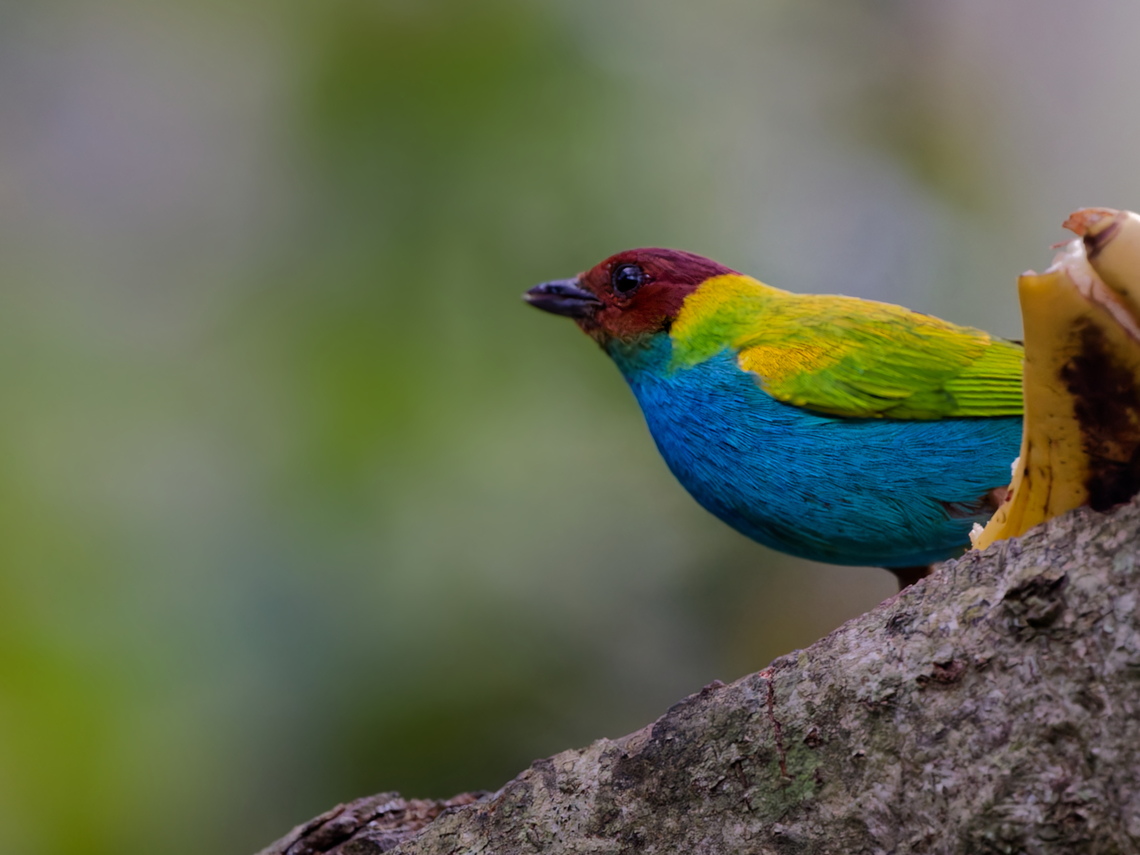 Bay-headed Tanager  Bay-headed Tanager,Geotagged,Peru,Spring,Tangara gyrola