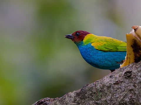 Bay-headed Tanager  Bay-headed Tanager,Geotagged,Peru,Spring,Tangara gyrola