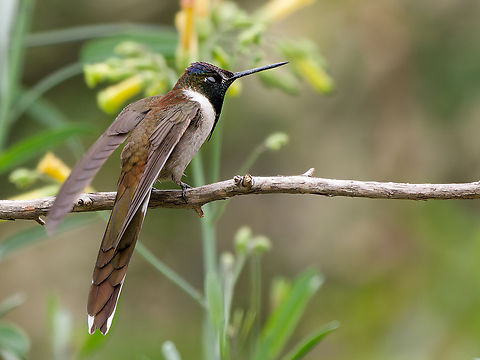 Bearded Mountaineer not the placative one: eyes half shut, beard straight hanging down  Bearded mountaineer,Geotagged,Oreonympha nobilis,Peru,Spring