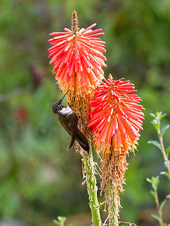 Kniphofia uvaria, the Red Hot Poker The Poker Game is being disturbed by a kibitzing Bearded Mountaineer, what a nasty creature! Geotagged,Kniphofia uvaria,Peru,Red Hot Poker,Spring