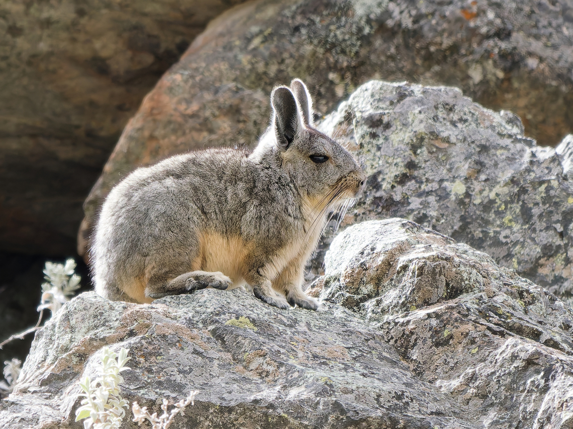 Northern Viscacha  Geotagged,Lagidium peruanum,Northern viscacha,Peru,Spring