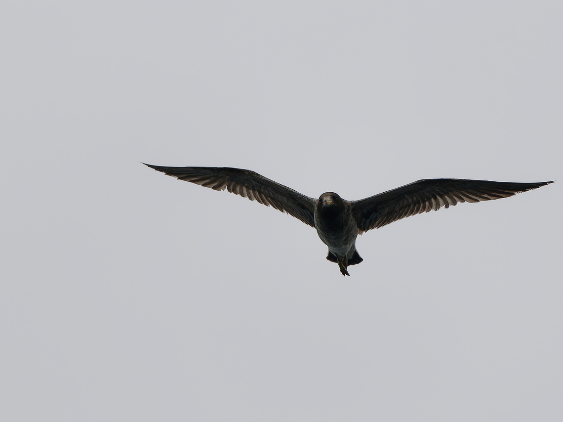 Belcher's Gull  Belchers gull,Geotagged,Larus belcheri,Peru,Spring