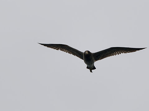 Belcher's Gull  Belchers gull,Geotagged,Larus belcheri,Peru,Spring
