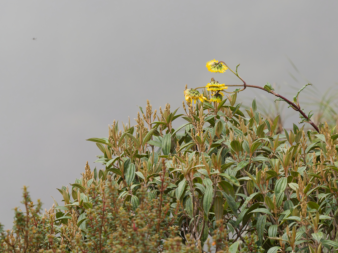 Bidens laevis Flora <a href="https://en.wikipedia.org/wiki/Bidens_laevis" rel="nofollow">https://en.wikipedia.org/wiki/Bidens_laevis</a><br />
 Bidens laevis,Geotagged,Peru,Smooth Beggarticks,Spring