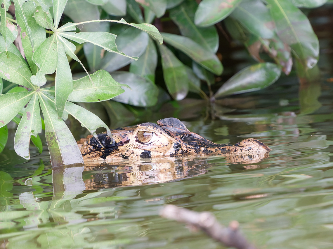 Black Caiman  Black caiman,Geotagged,Melanosuchus niger,Peru,Spring