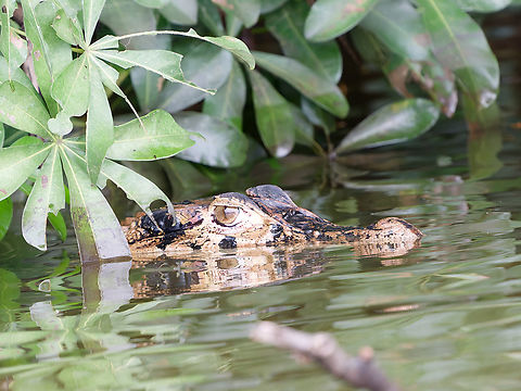 Black Caiman  Black caiman,Geotagged,Melanosuchus niger,Peru,Spring