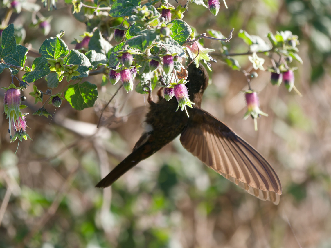 Black Metaltail digging into the flowers Black metaltail,Geotagged,Metallura phoebe,Peru,Spring