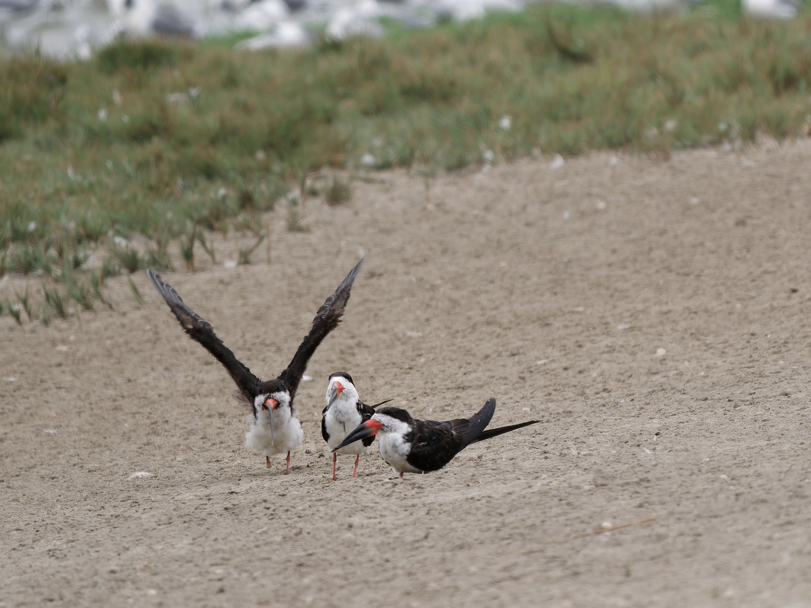 Black Skimmer  Black Skimmer,Geotagged,Peru,Rynchops niger,Spring