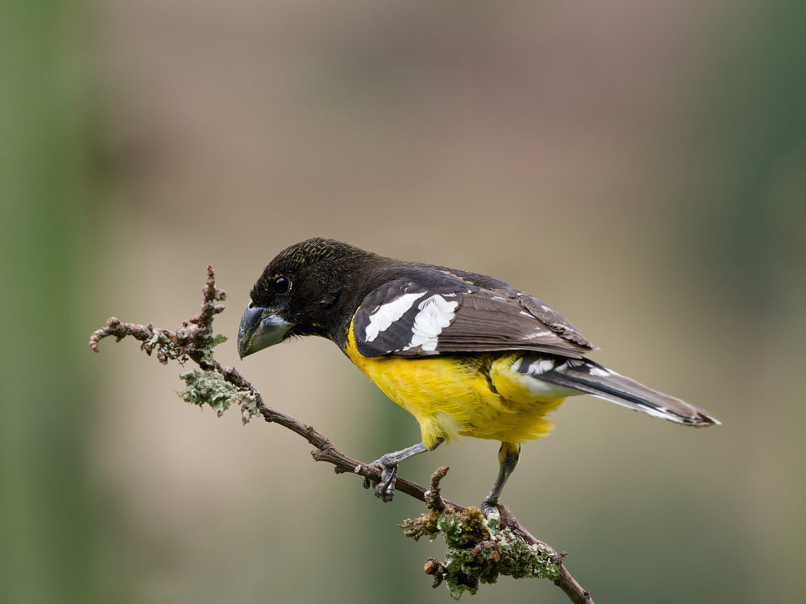 Black-backed Grosbeak  Black-backed grosbeak,Geotagged,Peru,Pheucticus aureoventris,Spring